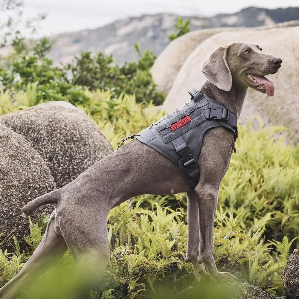 Tactical Dog Harness – Heavy-Duty, No-Pull, Adjustable Fit with Control Handle - Tails on Trails