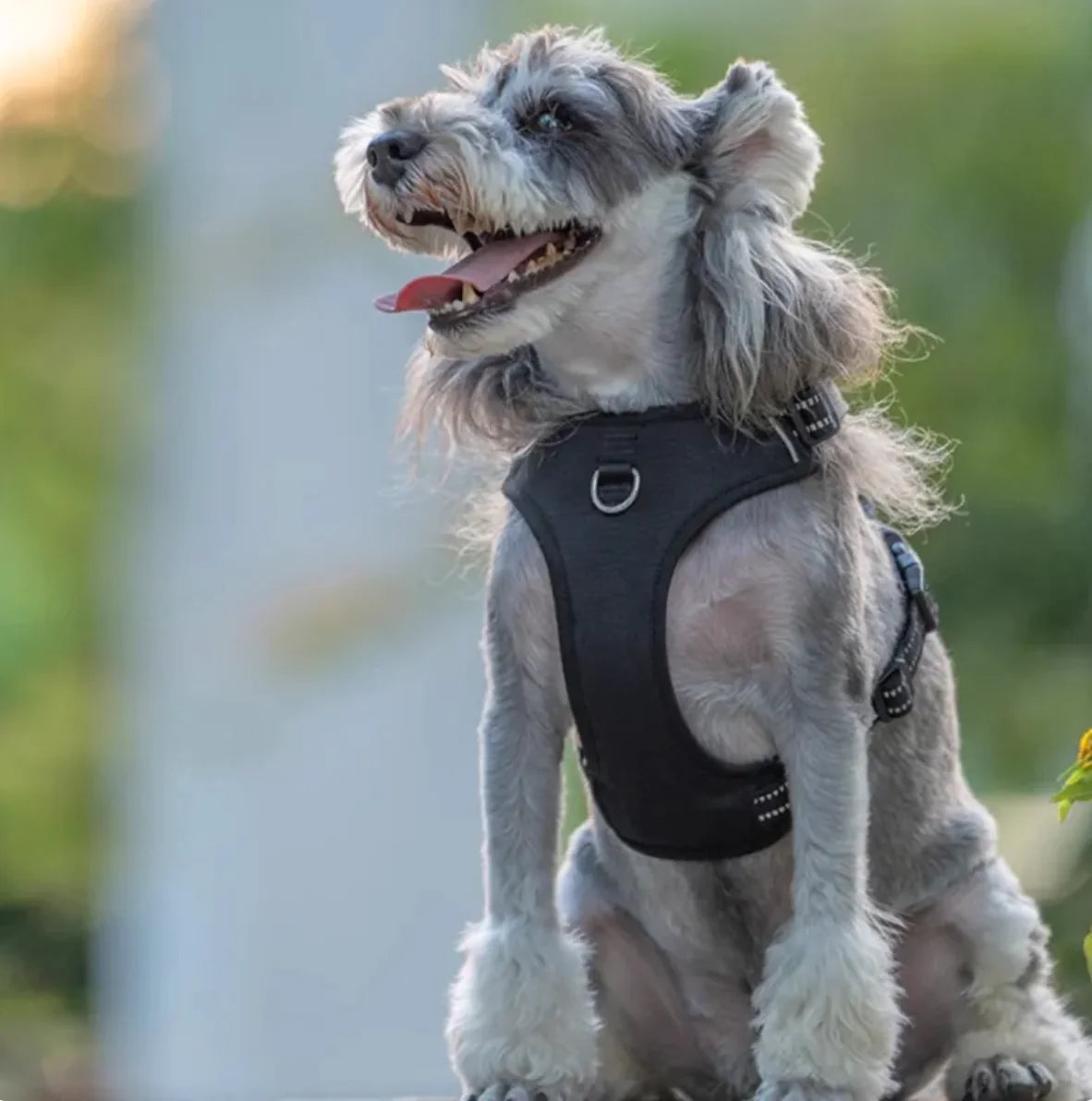 Tails on Trails No-Pull Dog Harness with Leash – Secure, Trail-Tested Comfort