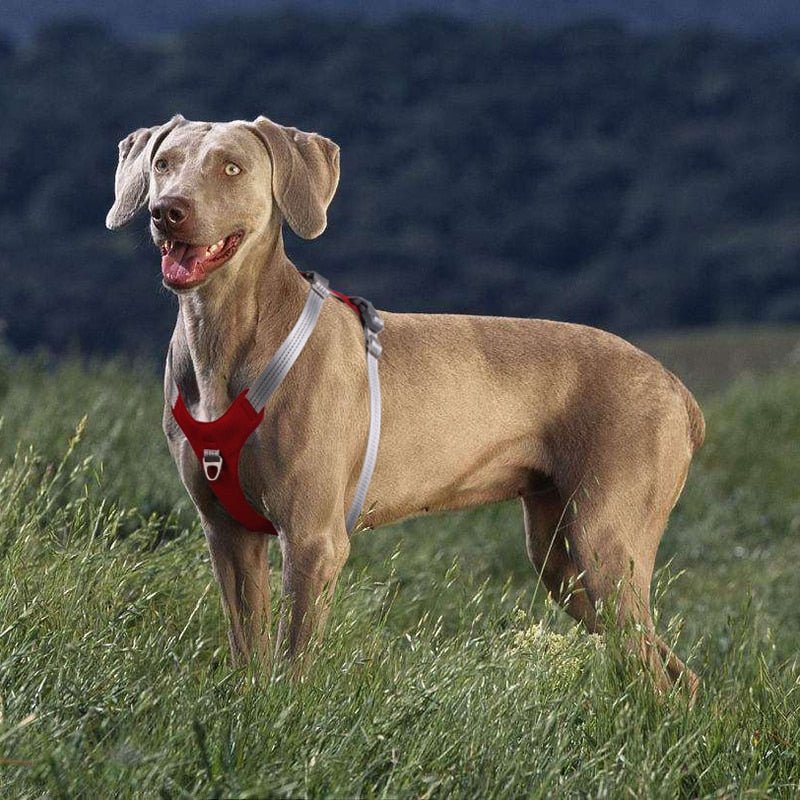 Dog Harness Vest - Tails on Trails