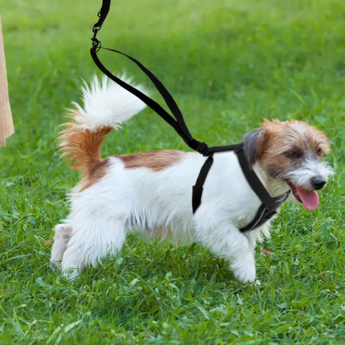 Tails on Trails Reflective No-Pull Dog Harness – Rugged Control & Visibility