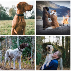 Rugged Tactical Dog Collar - Heavy Duty, Military Grade - Tails on Trails